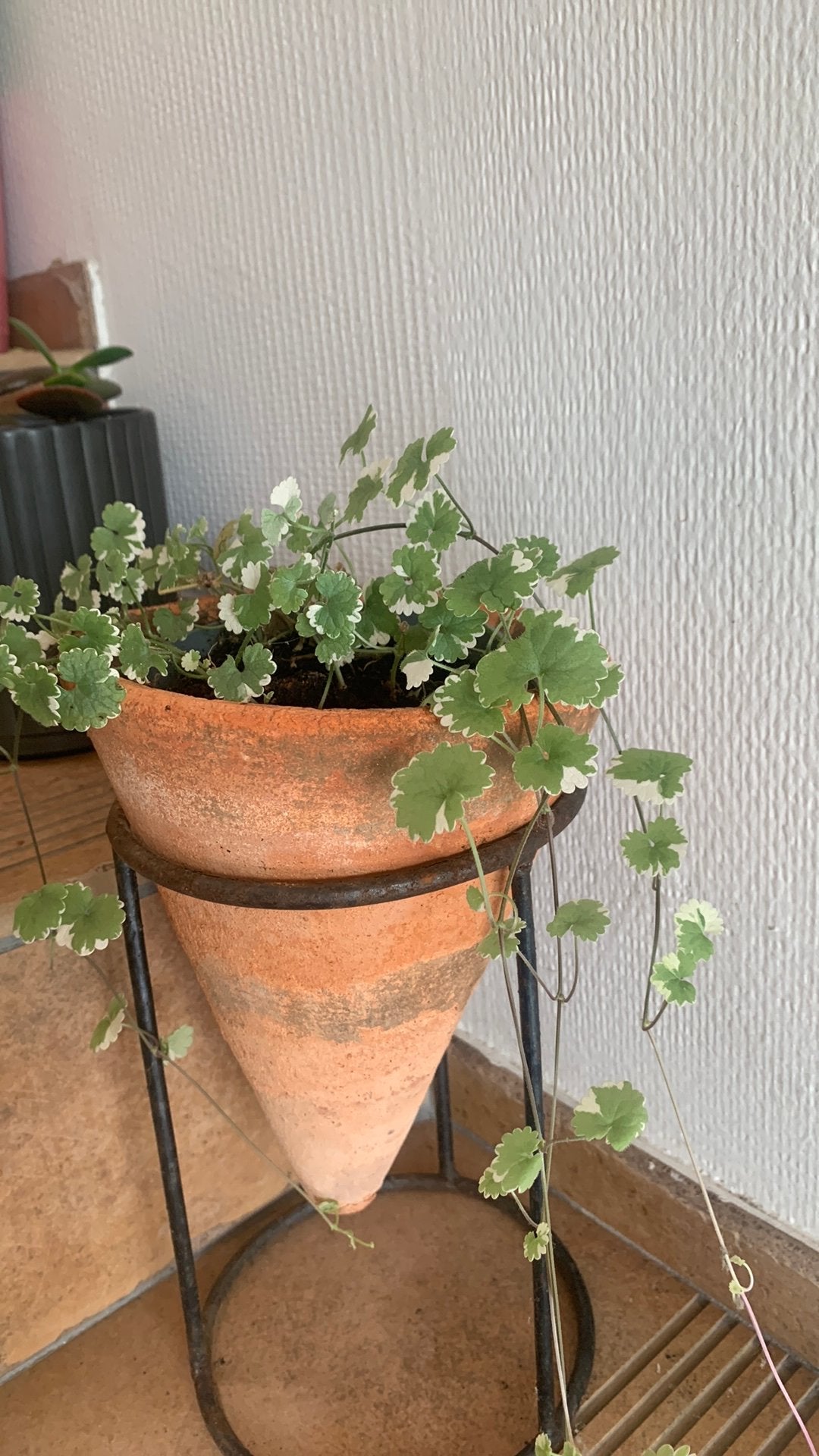Hondsdraf (Glechoma hederacea 'Variegata' buien hangpotten., Ophalen