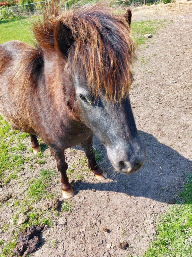 Appaloosa merrie, Dieren en Toebehoren, Merrie, A pony (tot 1.17m), 3 tot 6 jaar