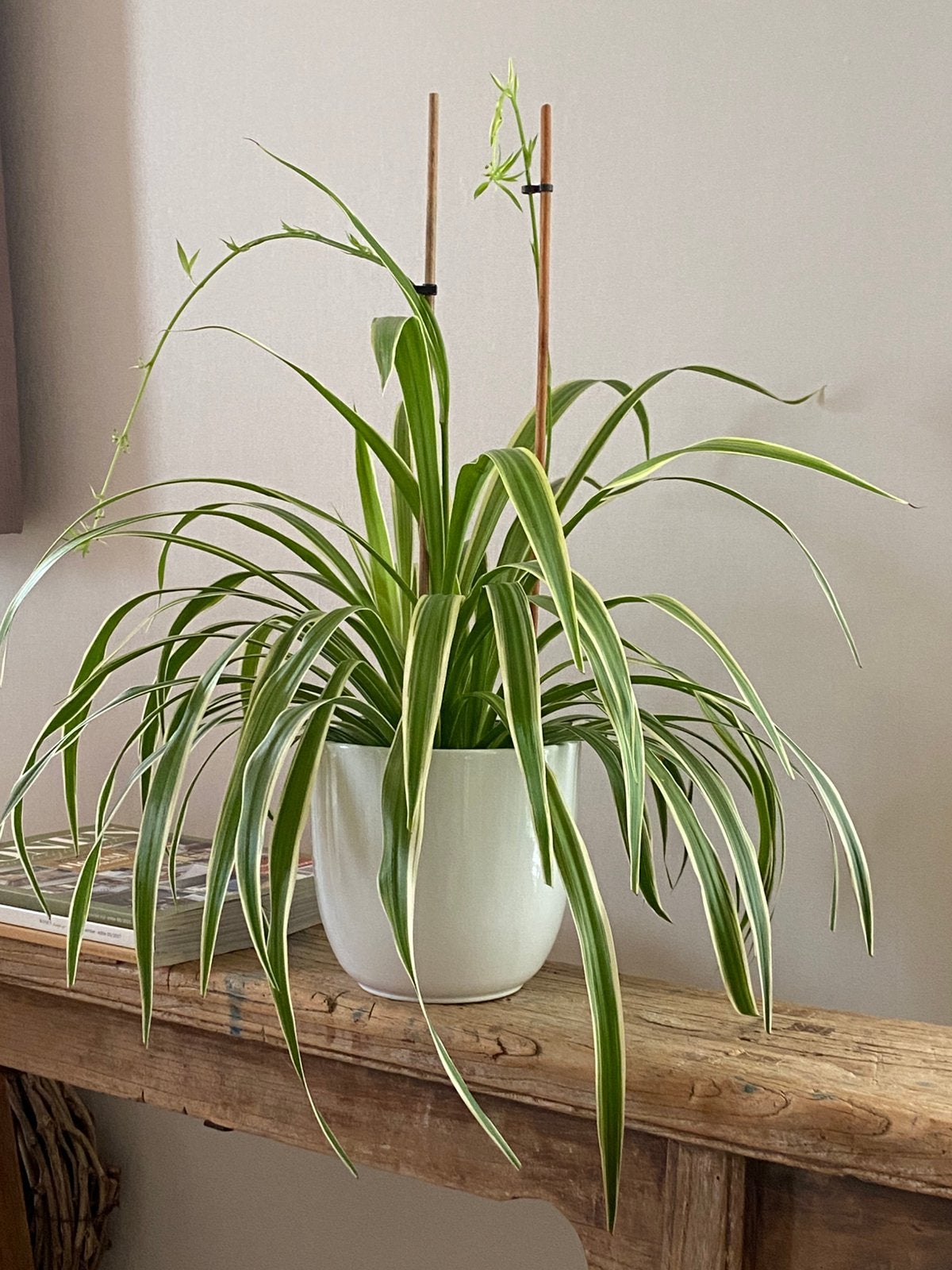 Plante de nénuphar, Maison & Meubles, Enlèvement