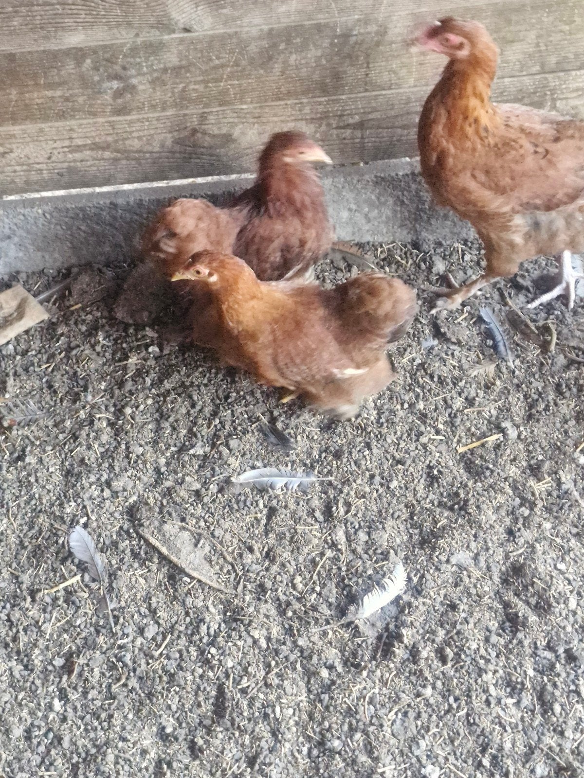 cochinkrielen roodpatrijs, Dieren en Toebehoren