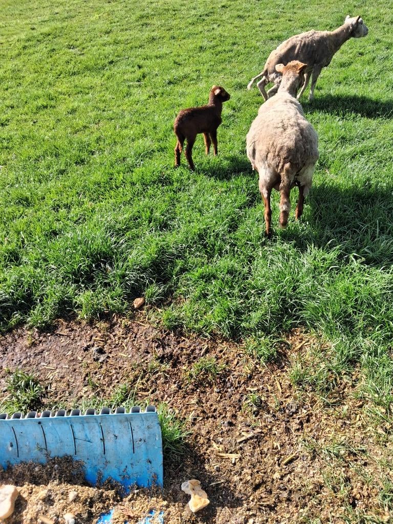 Voskop ooi met boklam, Dieren en Toebehoren, Schapen, Geiten en Varkens