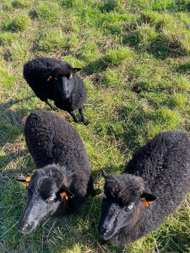 Ouessant ram gezocht, Mannelijk, Schaap, 0 tot 2 jaar