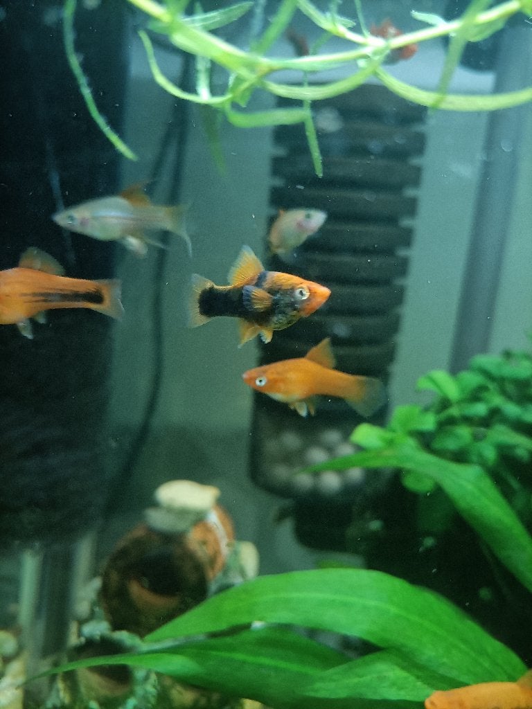 Zwaarddragers, Vis, Zoetwatervis