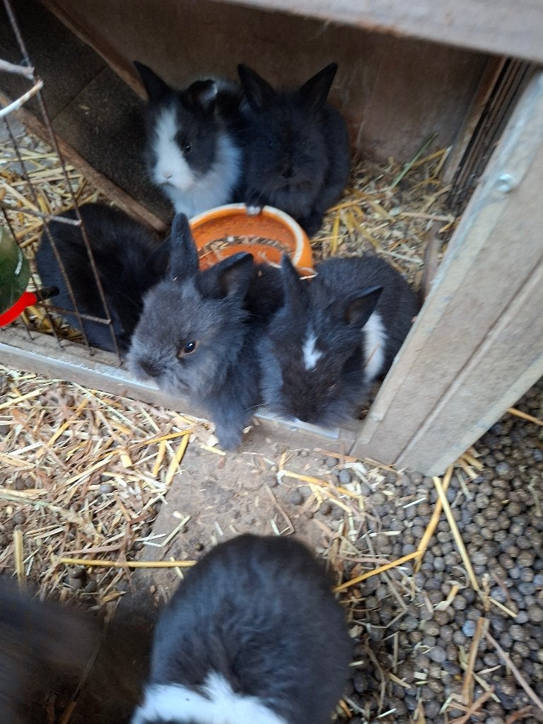 5 raszuivere leeuwenkopjes dwergkonijnen, Plusieurs animaux, Nain, 0 à 2 ans