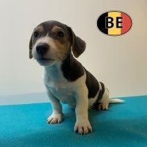 Jack Russel Blauw Tricolor reutje te koop (Belgisch), Dieren en Toebehoren, Parvo, België, Jack Russell Terriër, 8 tot 15 weken