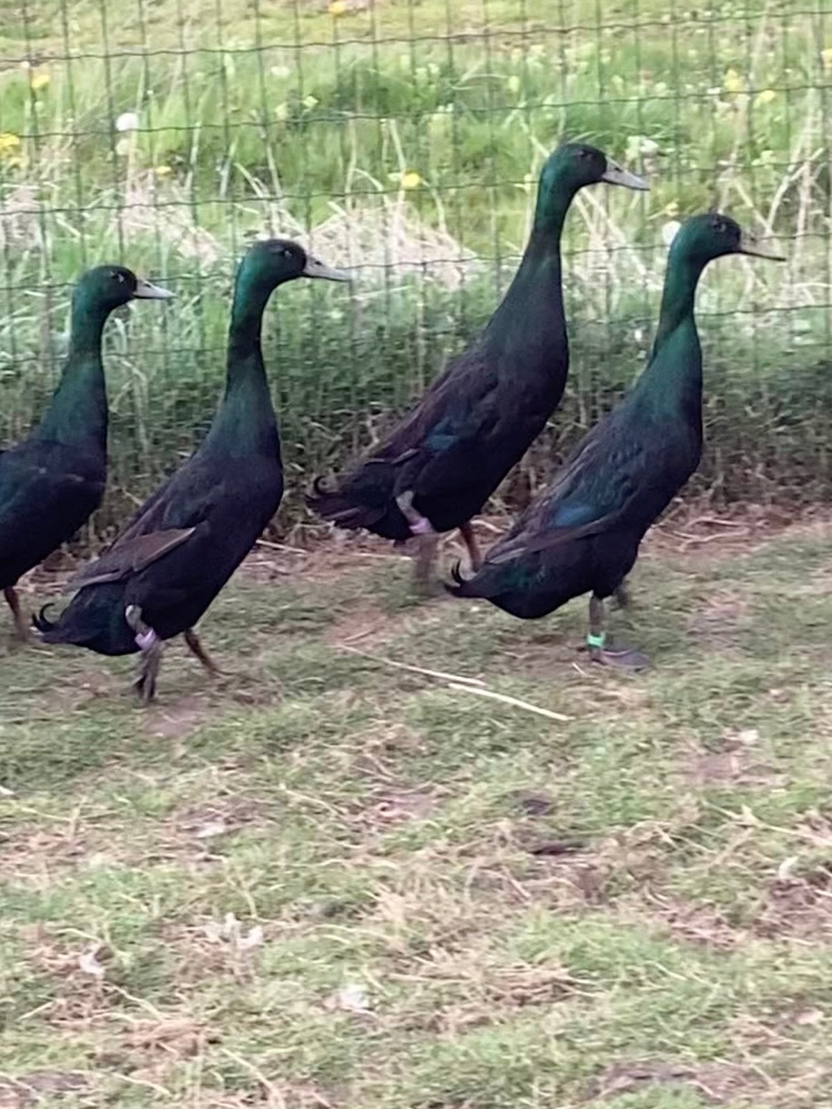 Loopeenden, Dieren en Toebehoren, Pluimvee, Eend, Meerdere dieren