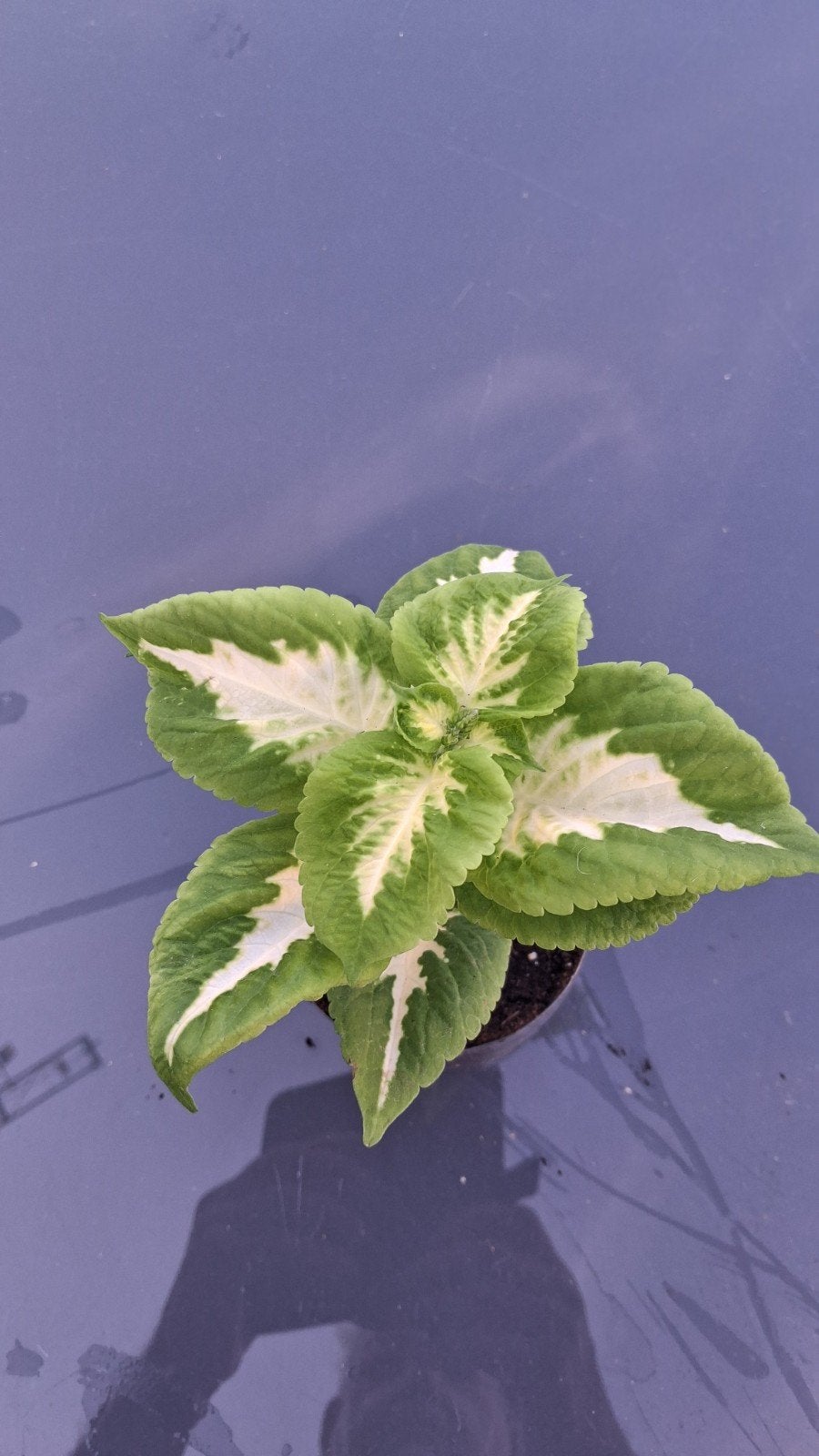 Plantjes siernetel coleus, Tuin en Terras, Planten | Tuinplanten, Ophalen