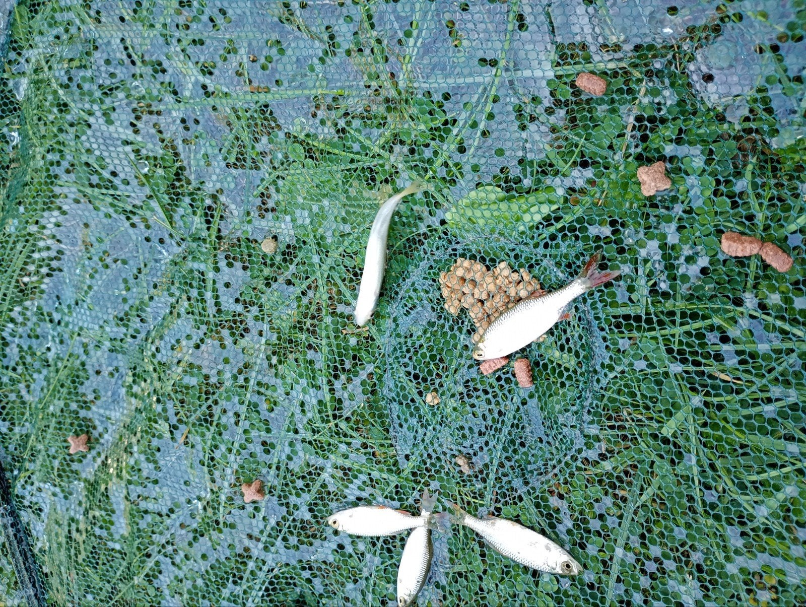 Jonge voorn, Animaux & Accessoires, Poissons | Poissons d'étang, Autres espèces