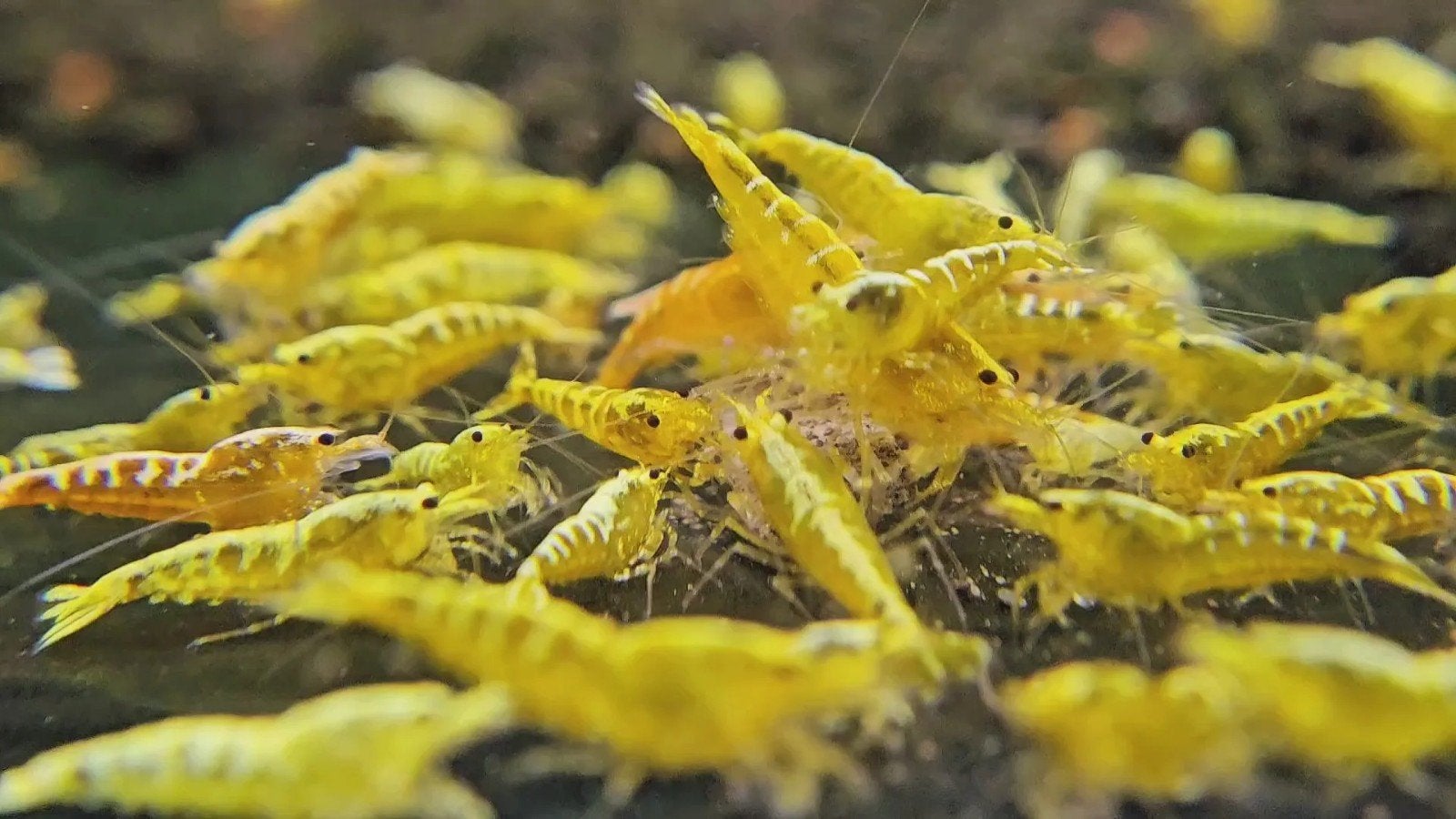 Yellow Galaxy zebra/fishbone  caridina garnalen, Dieren en Toebehoren