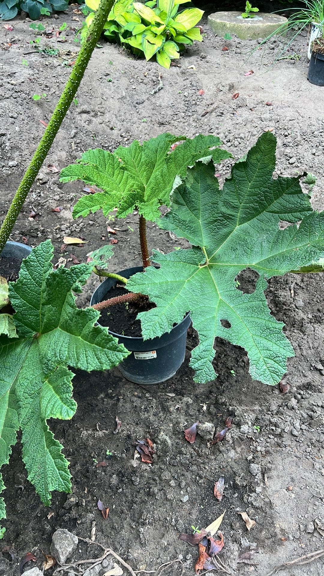 Gunnera, Ophalen