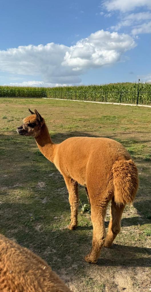 ALPACA HENGST, Dieren en Toebehoren, Schapen, Geiten en Varkens, Mannelijk, Geit, 3 tot 5 jaar