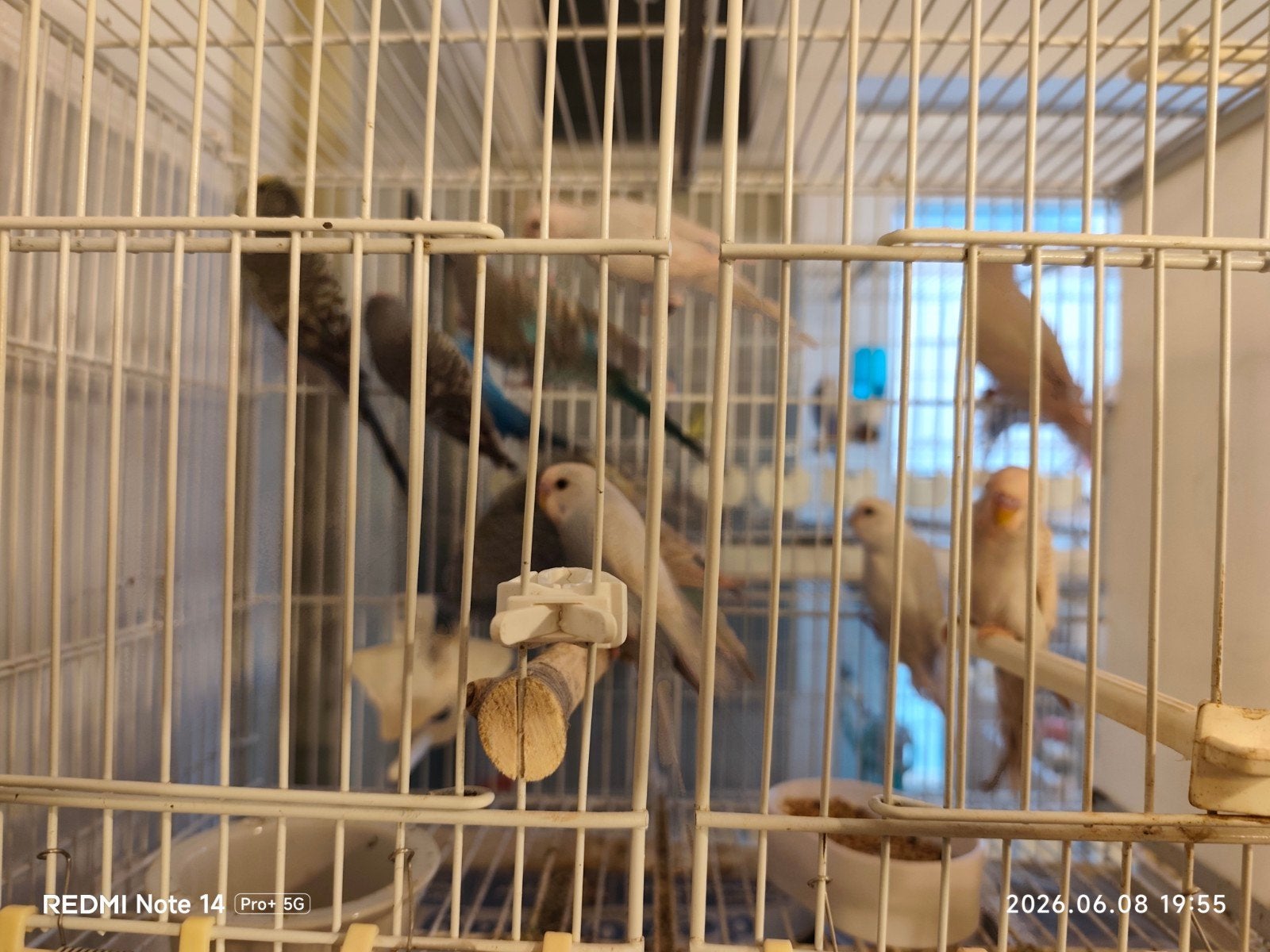 Grasparkieten, Animaux & Accessoires, Oiseaux | Canaris