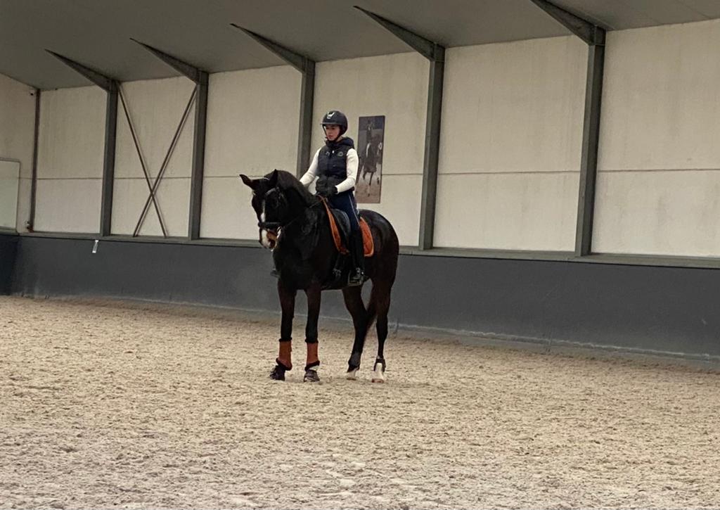 Doorrijden (verkoop)/ training / lessen, Dieren en Toebehoren, Ophalen of Verzenden