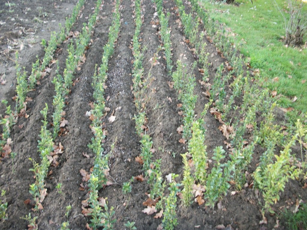 Euonymus of kardinaalshoed verschillende soorten, Tuin en Terras, Planten | Tuinplanten, Ophalen, Vaste plant, Overige soorten