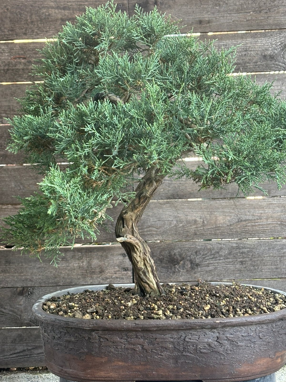 Prêt Bonsai juniperus, Jardin & Terrasse, Enlèvement