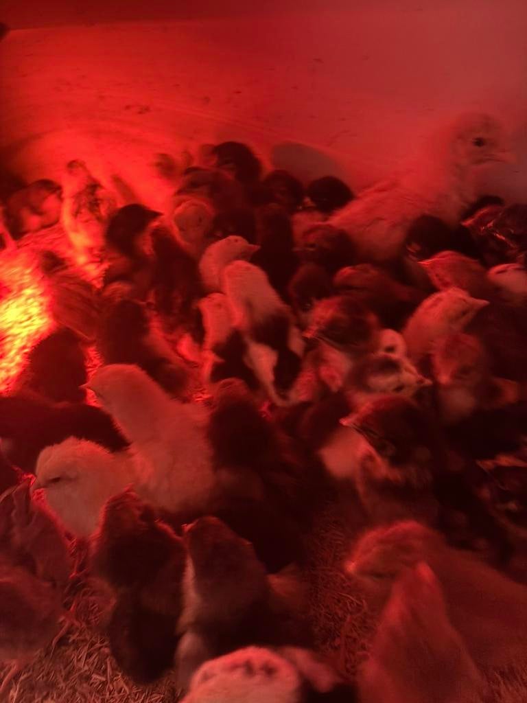 Kuikens van verschillende rassen, Kip