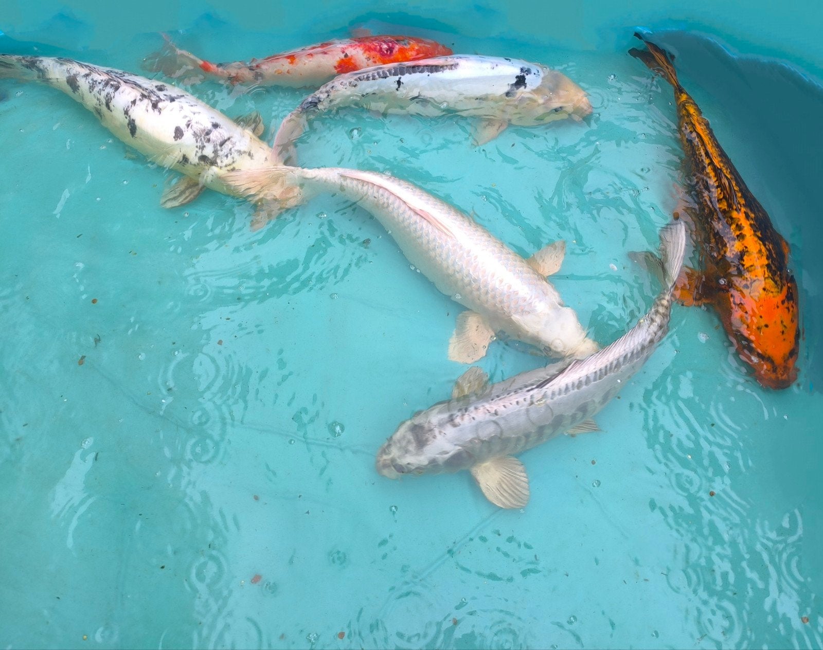 lot van 20 tal vijvervissen + 6 koi van +50 cm, 40 jonge koi, Dieren en Toebehoren, Goudvis(sen)