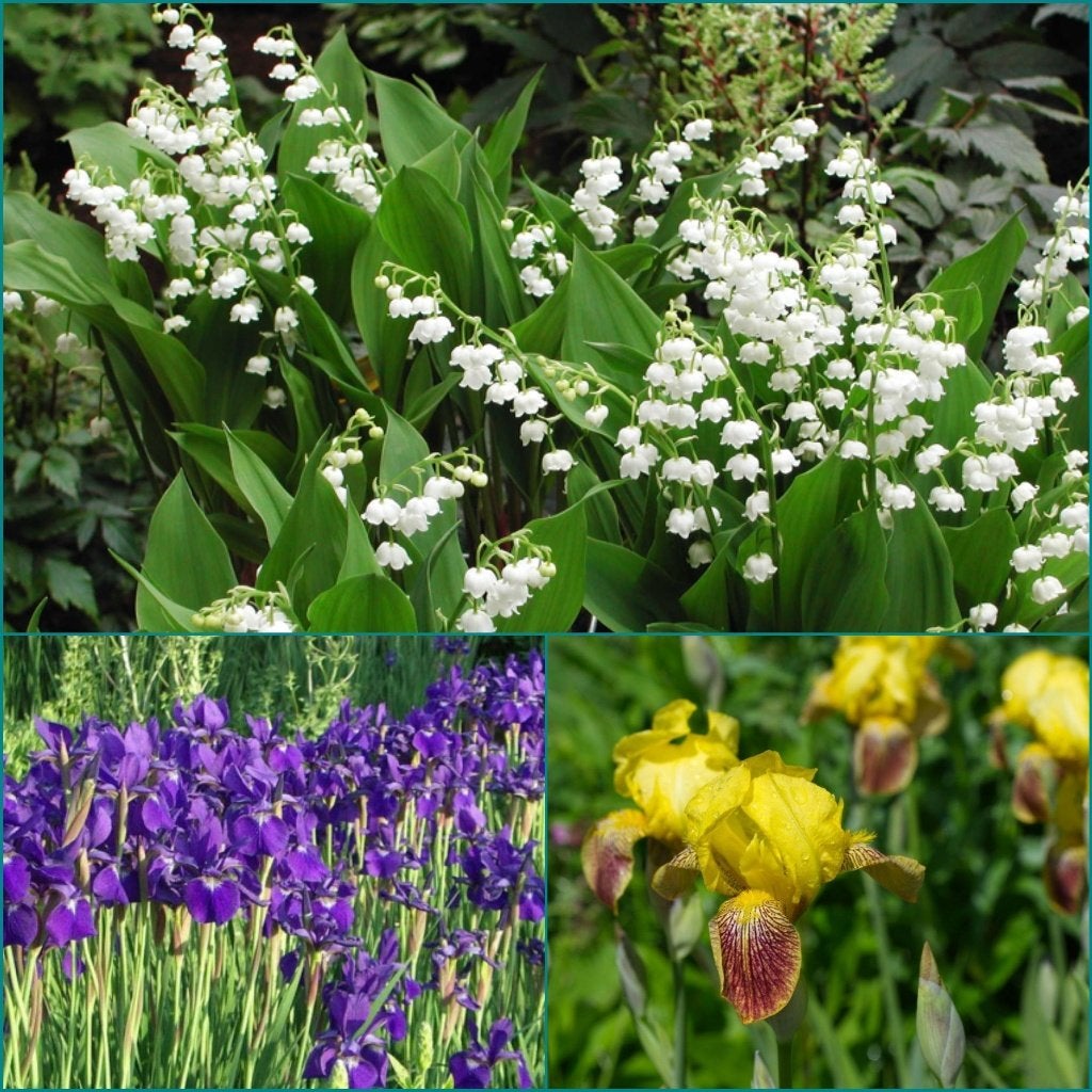Meiklokjes of Irissen 2€/st excl pot, 4€/st met kweekpot, Jardin & Terrasse, Enlèvement ou Envoi, Plante fixe