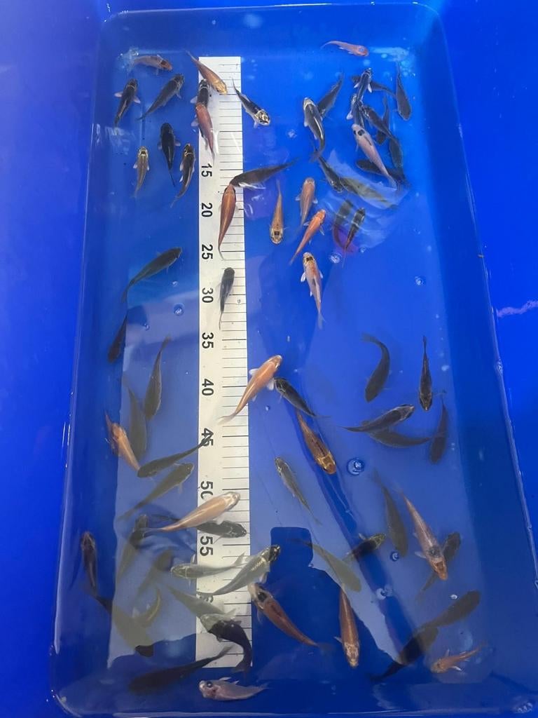 Baby koi 4/7 cm 1.50, Dieren en Toebehoren, Vissen | Vijvervissen