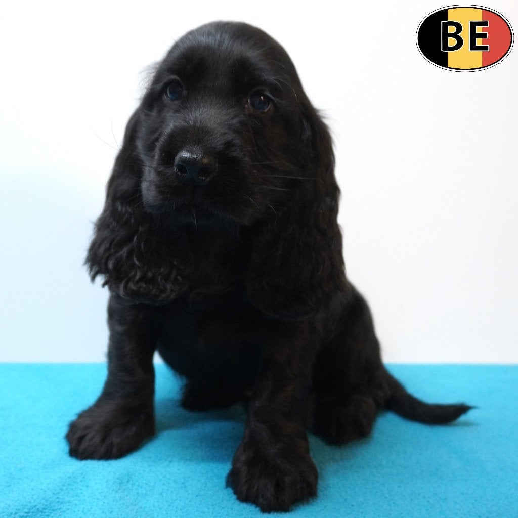 Cocker Anglais (Noir) chiots belges à vendre, Commerçant, Maladie de Carré (chiens), Autres races, 8 à 15 semaines