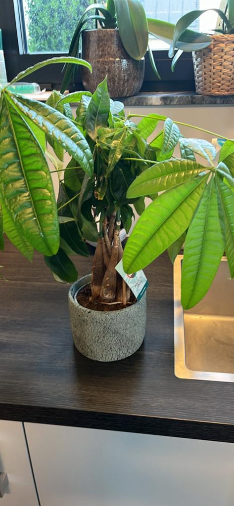 Kamerplant met pot, Ophalen