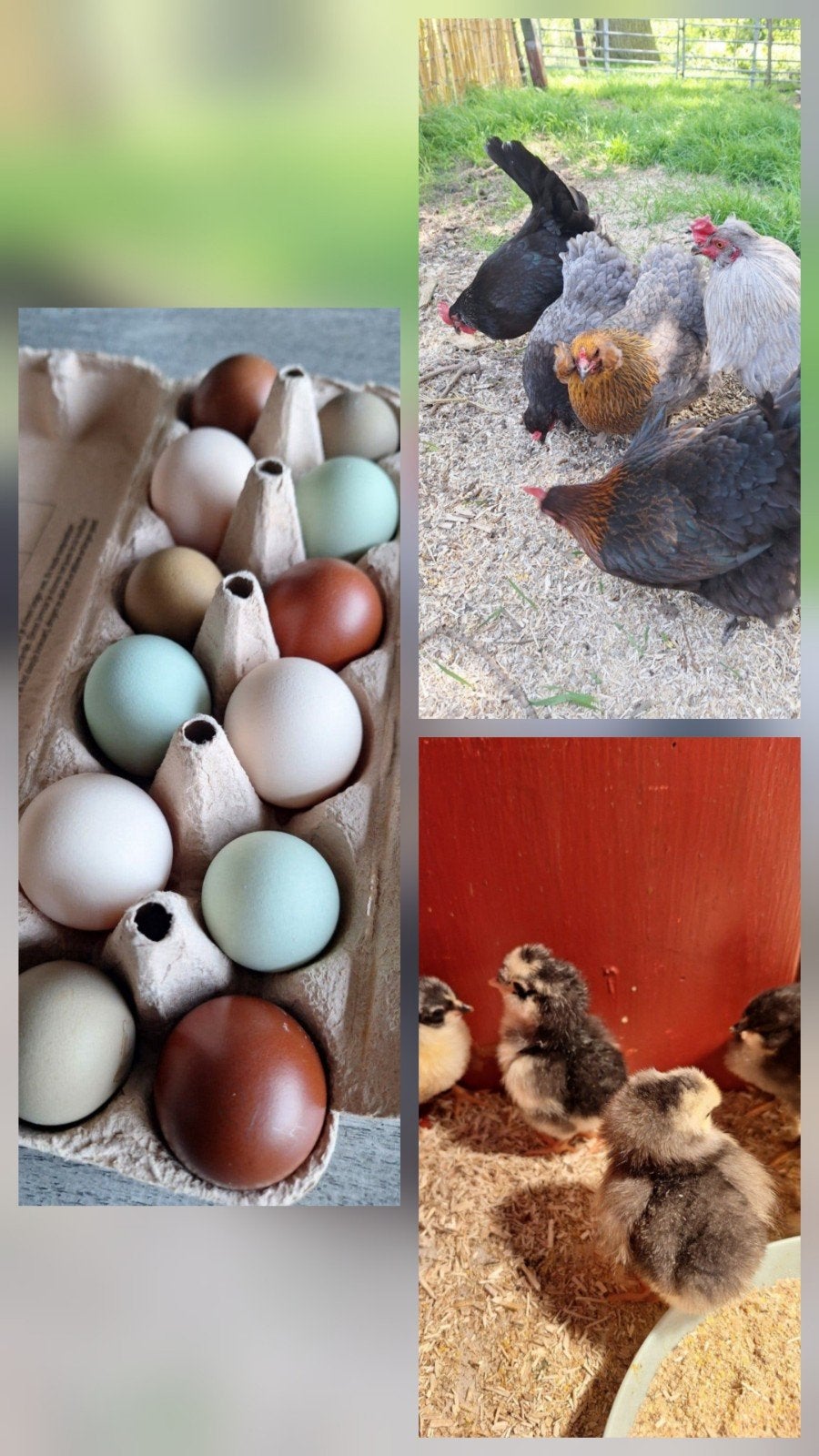 Coloristes d'œufs à éclore, Sexe inconnu, Poule ou poulet