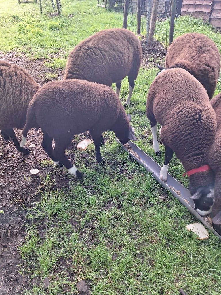 Zwartbles schapen, Plusieurs animaux, Mouton, 0 à 2 ans