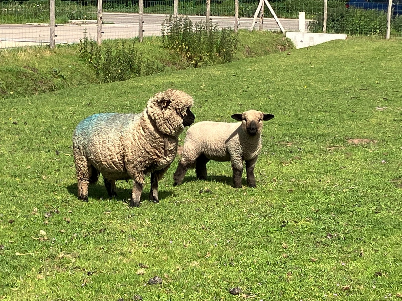 Ooilam hampshire down, Dieren en Toebehoren, Schapen, Geiten en Varkens