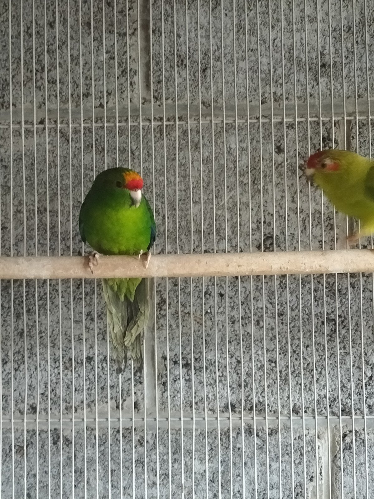 Kakarikis, Dieren en Toebehoren, Vogels | Parkieten en Papegaaien, Parkiet