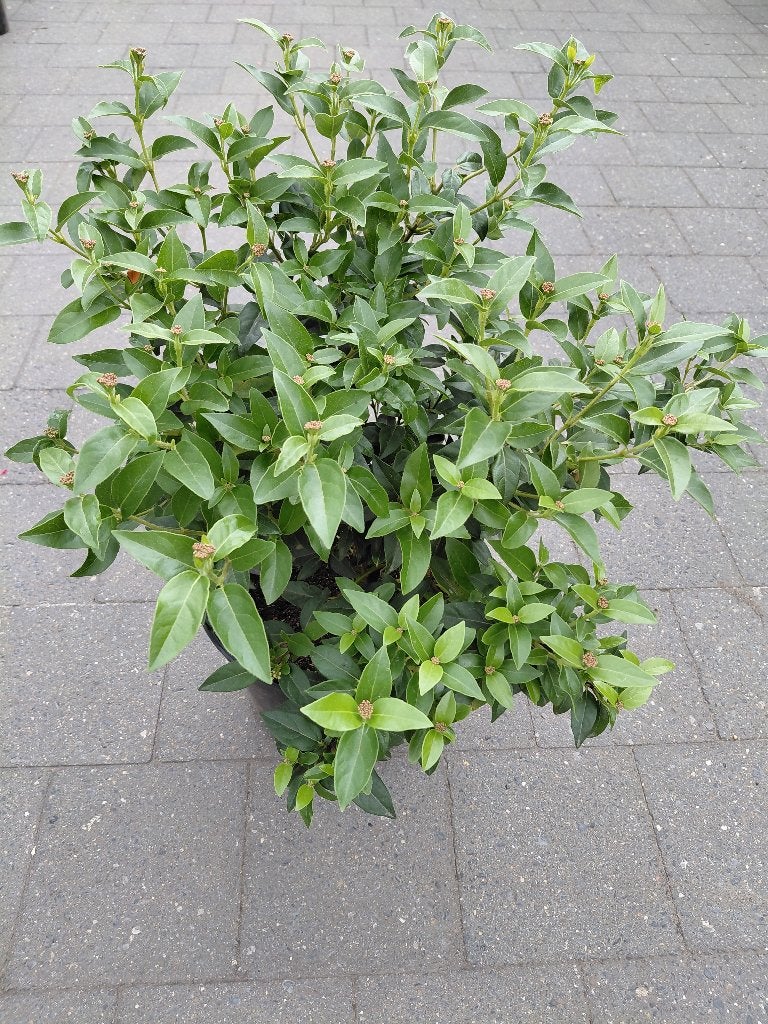 Viburnum Tinus, Tuin en Terras, Ophalen