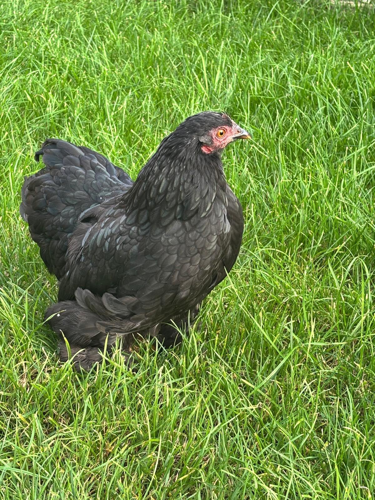Mini couchin kriel kip, Dieren en Toebehoren, Ophalen