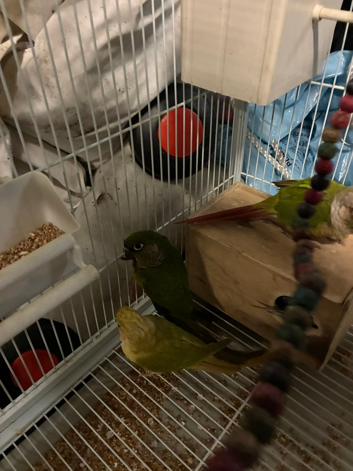 2 pyhurra, Dieren en Toebehoren, Parkiet, Tam