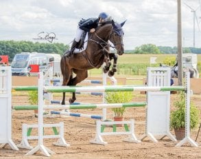 120 springpaard GEZOCHT, Jument, Cheval de saut