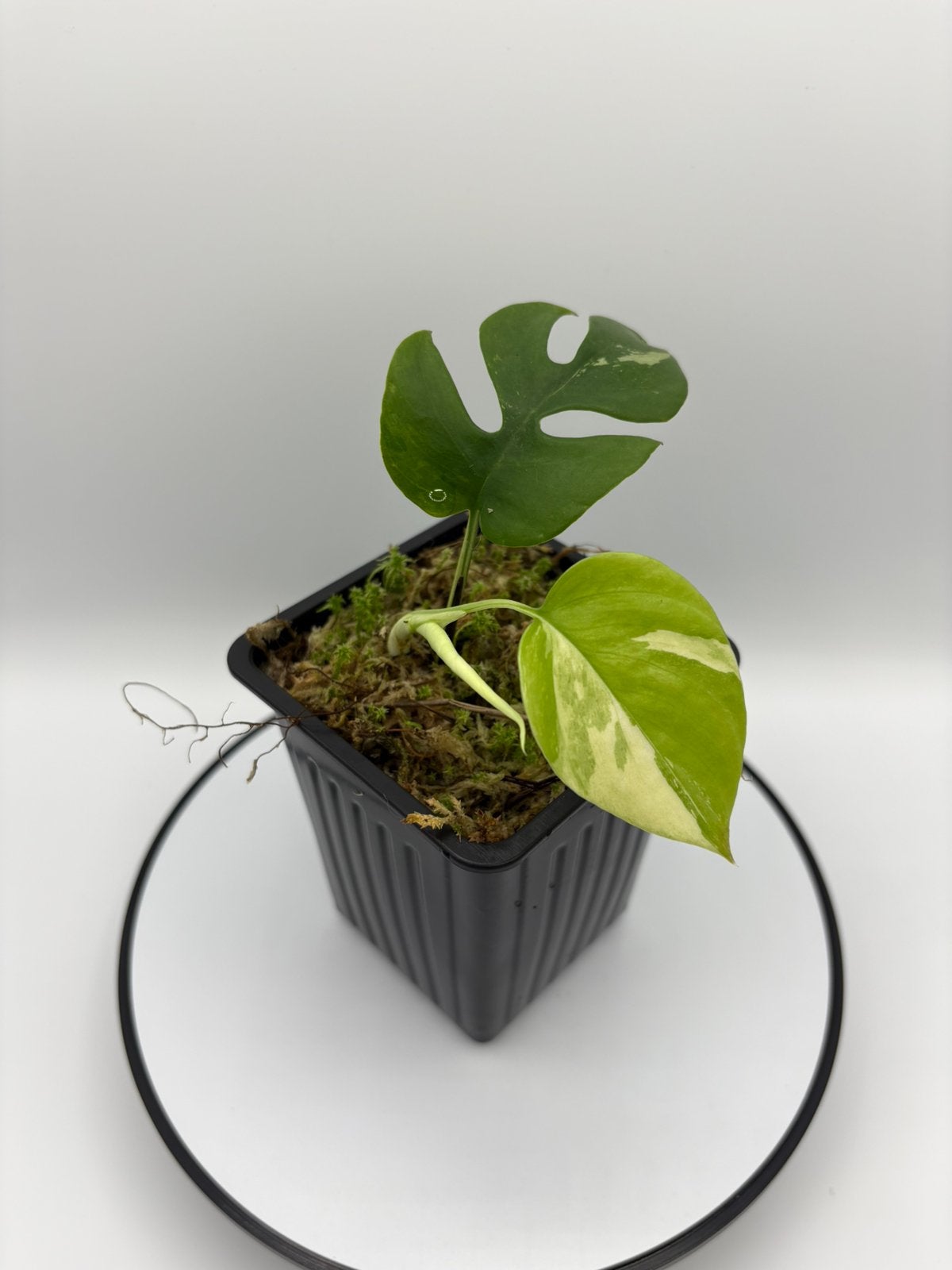 Raphidophora Tetrasperma Variegata, Maison & Meubles, Enlèvement ou Envoi