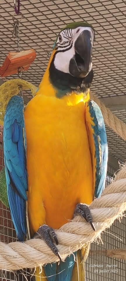 ararauna, Animaux & Accessoires, Femelle, Perroquet, Parleur