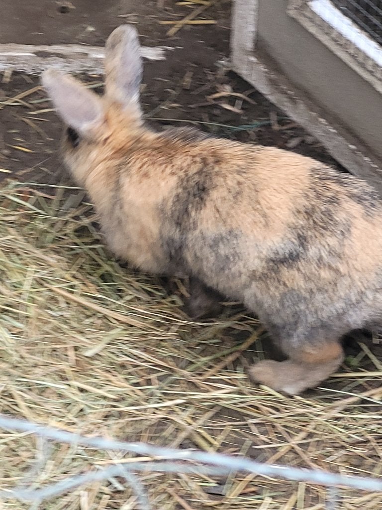 Konijn, Dieren en Toebehoren, Konijnen, Vrouwelijk, Klein, 0 tot 2 jaar