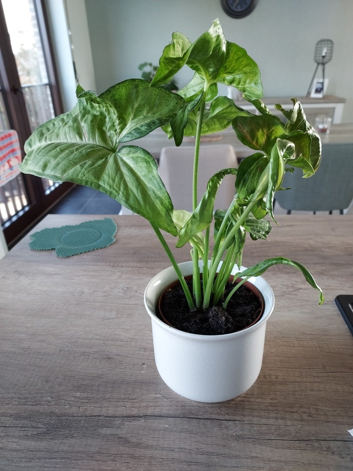 kamerplant MET stenen buitenpot  37 cm hoog, Ophalen