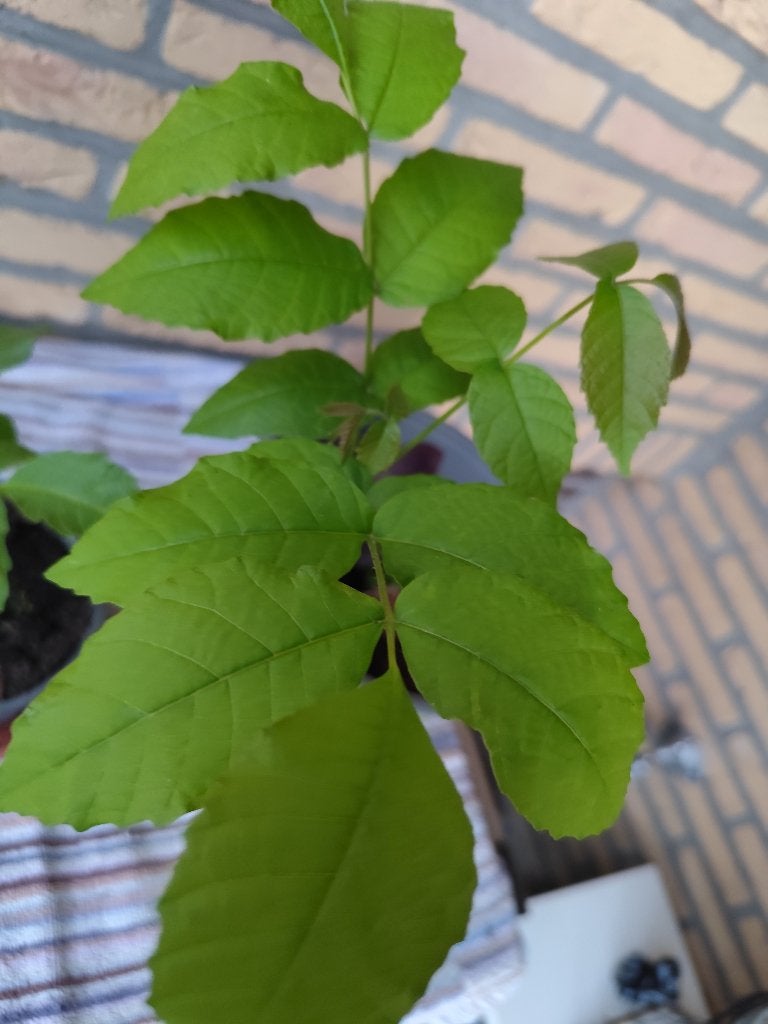 Notenboom, Ophalen, In pot, Walnotenboom
