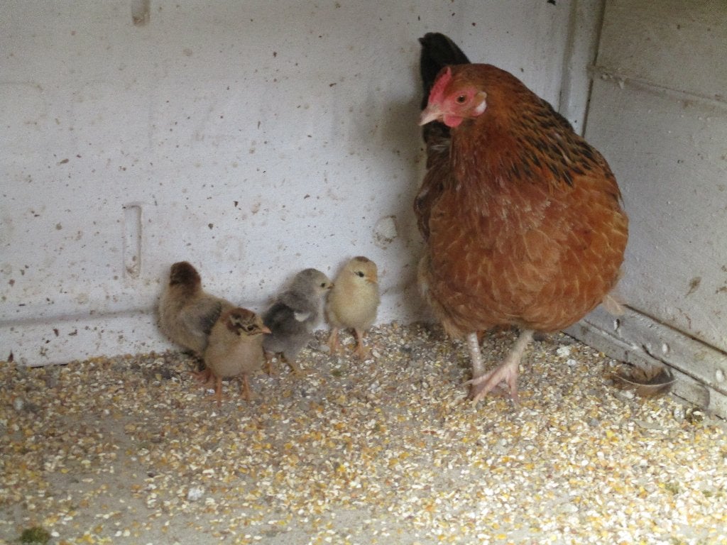poule naine, Animaux & Accessoires, Femelle, Poule ou poulet
