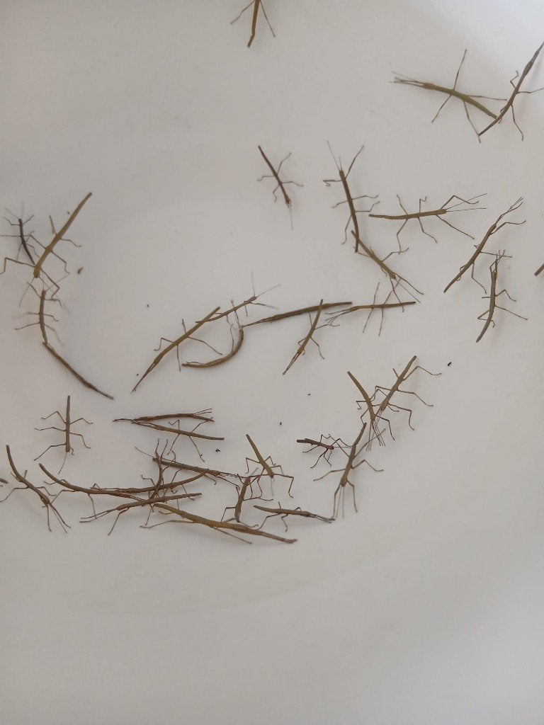 Wandelende takken, Dieren en Toebehoren, Insecten en Spinnen, Wandelende tak