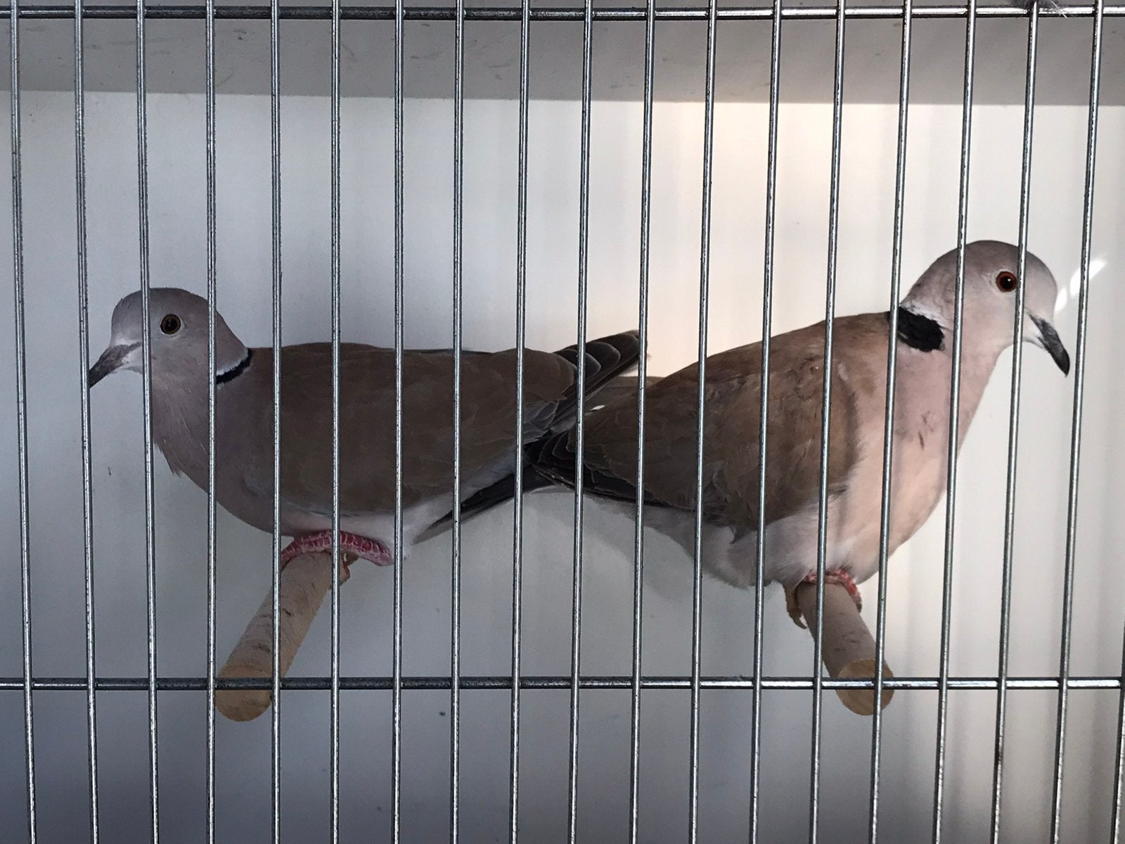 Lachduiven, Dieren en Toebehoren, Vogels | Overige Vogels