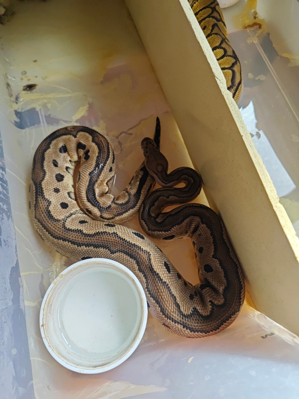 Pythons Regius Ball Python photo 10