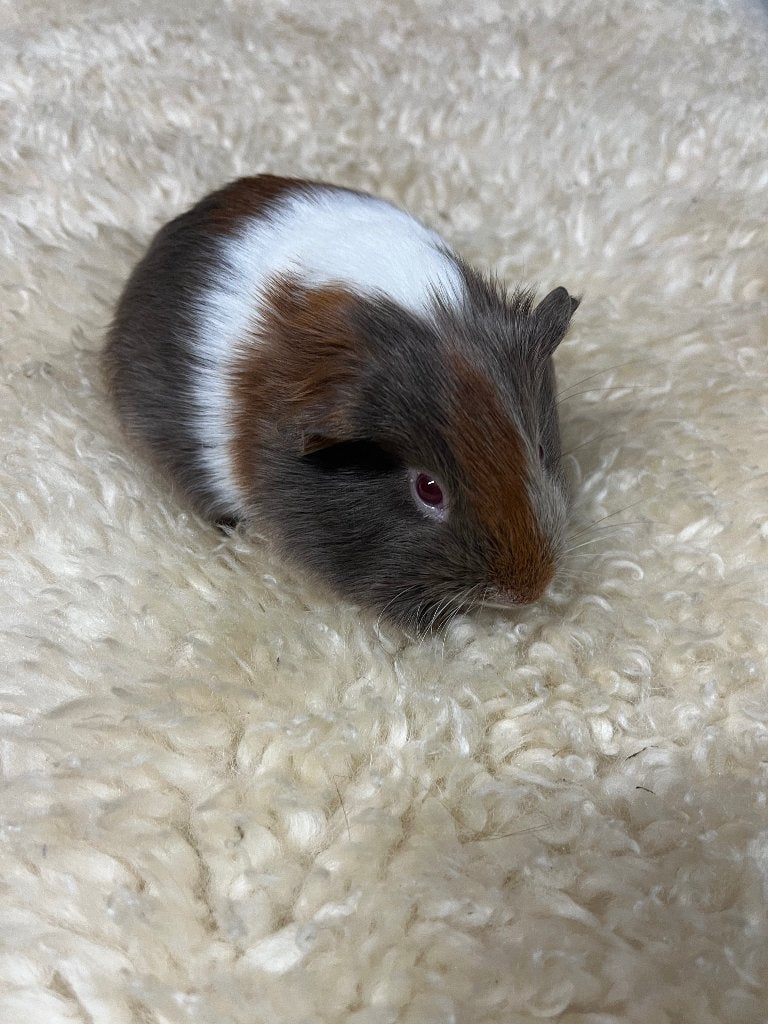 Cavia beertje, Cavia, Mannelijk, Tam, September