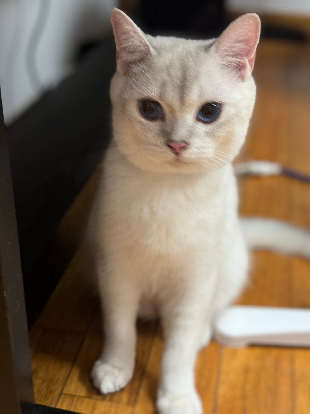 kittens, Chat, Avec puce électronique, 0 à 2 ans