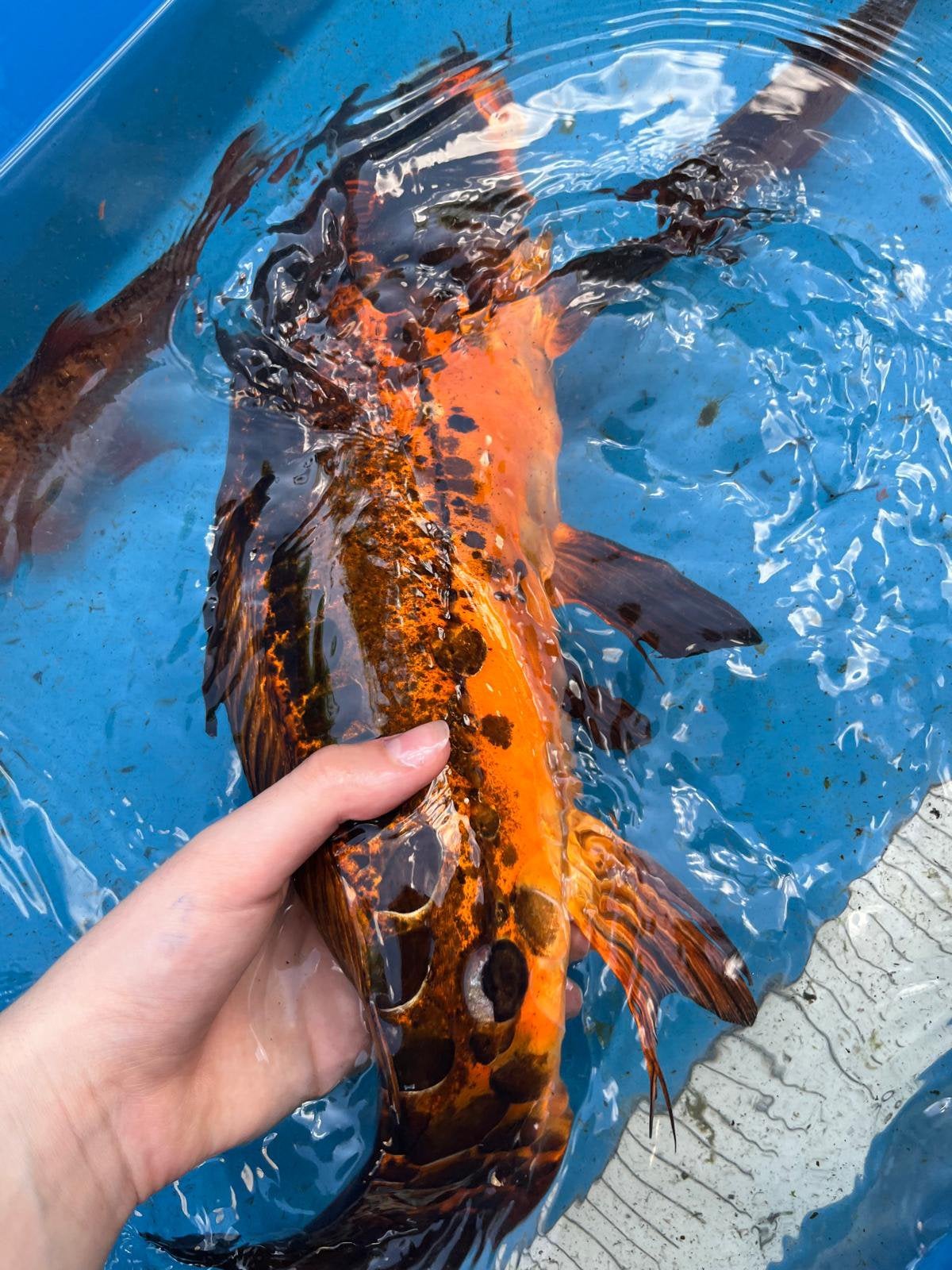 Mooie doitsu koi 45 cm