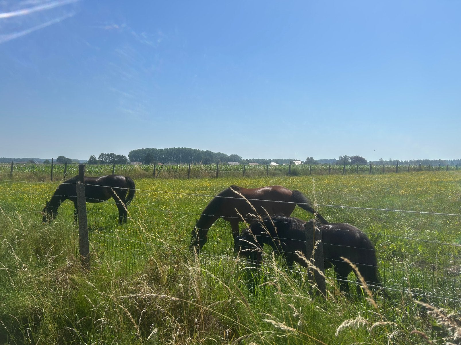 Gezocht: bijverdiener / paardenverzorger / stalhulp Hoeleden