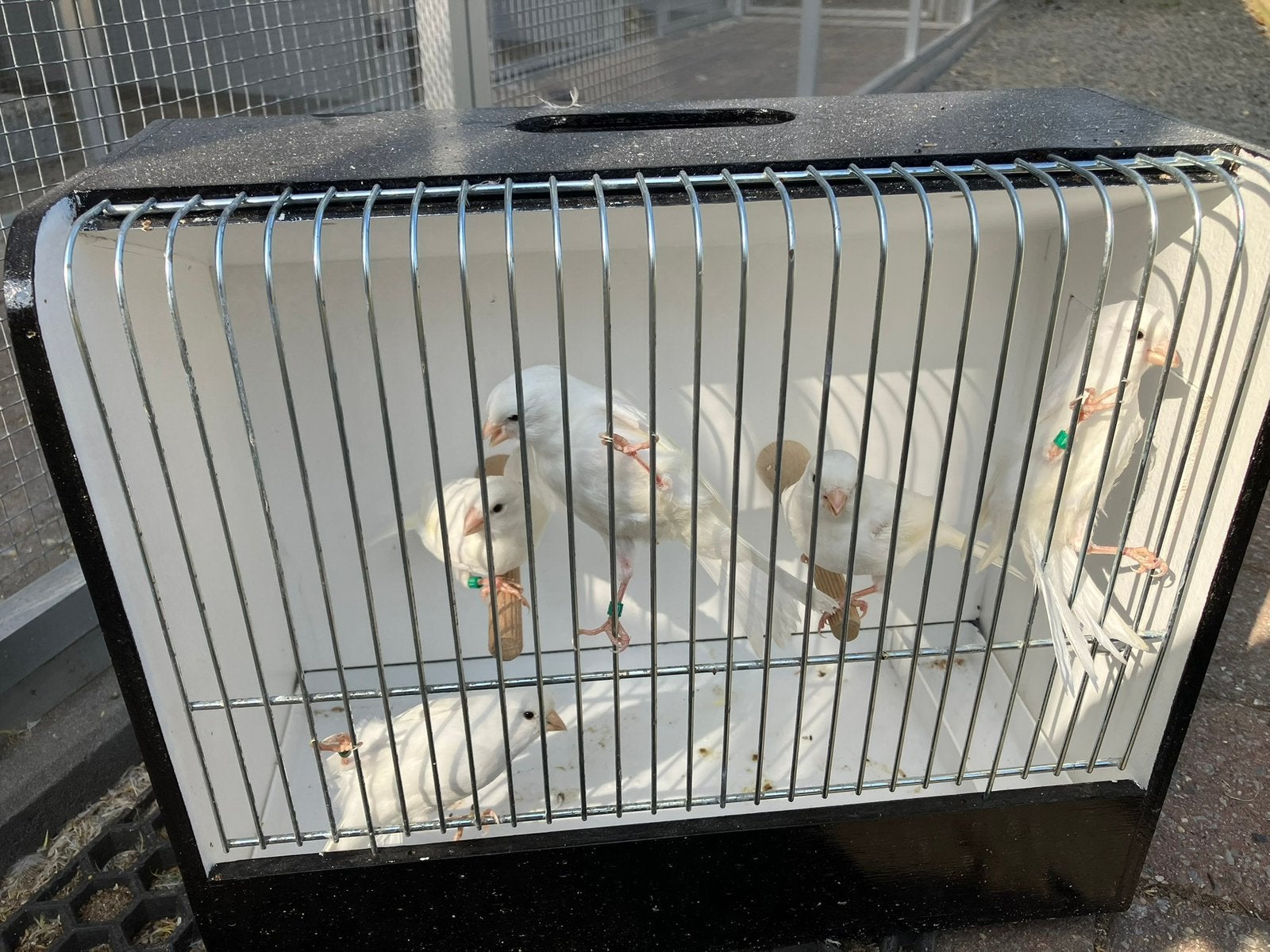 5 jonge witte kanaries, Dieren en Toebehoren, Meerdere dieren, Kleurkanarie