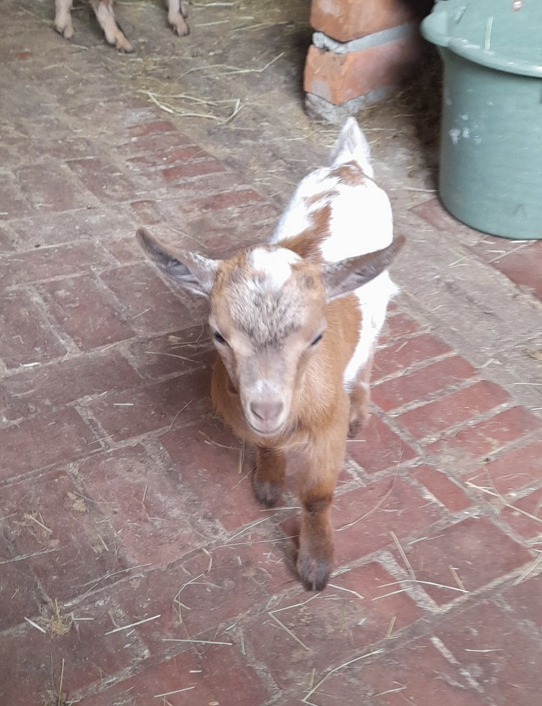 Super schattige lammetjes., Dieren en Toebehoren, Meerdere dieren, Geit, 0 tot 2 jaar