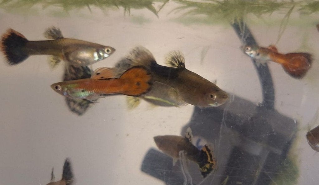 mooie volwassen guppies, Animaux & Accessoires, Poisson, Poisson d'eau douce