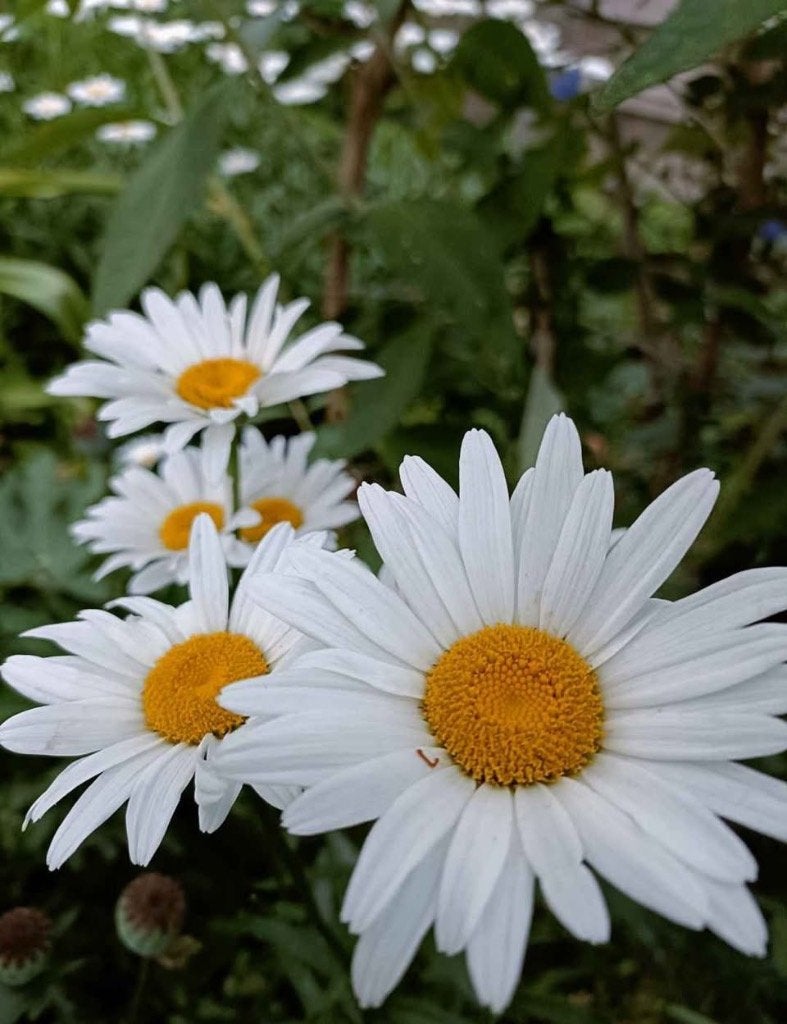 Witte boeremargrieten, reeds gesnoeid , vanaf 1 euro, Tuin en Terras, Volle zon, Vaste plant, Zomer, Ophalen